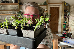 A day on the flower farm taking cuttings and sowing seeds