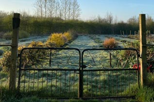 The April garden at Common Farm Flowers