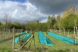 The May garden at Common Farm Flowers