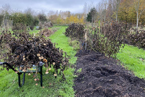 How to lift dahlia tubers