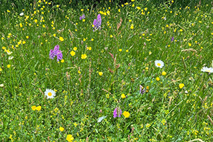 What's flowering in our perennial wildflower meadows in late May?