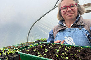 How I prick out seedlings