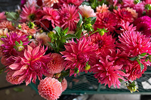 September dahlia wedding - cutting and arranging