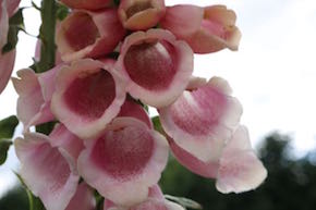 Foxgloves as a cut flower