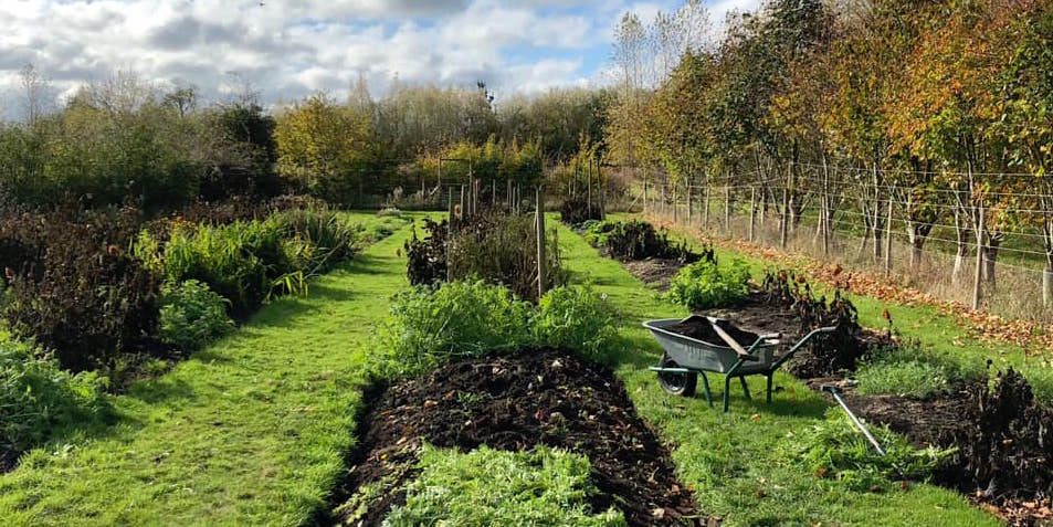 How to put your dahlias to bed