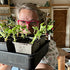 A day on the flower farm taking cuttings and sowing seeds