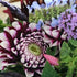Why be a flower farmer?