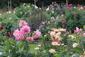 October Gardening....Clearing And Mulching