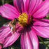 Feed The Bees