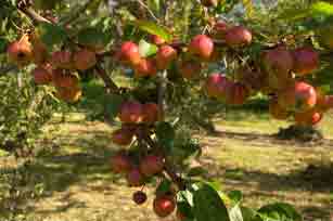 The October Garden At Common Farm Flowers