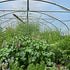 June news from the farm