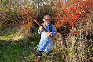 Harvesting Willow