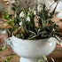 How I make a Kokedama inspired arrangement with snowdrops and twiggery pokery