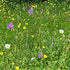 What's flowering in our perennial wildflower meadows in late May?