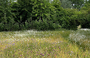 A mid summer Solstice tour of the flower farm