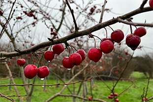 January in the garden - what are we up to?