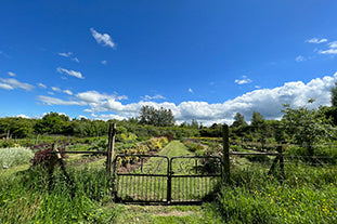 June in the garden