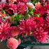 September dahlia wedding - cutting and arranging