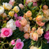 Exciting news for British Flowers Week