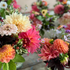 Coming up in September at Common Farm Flowers