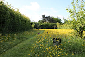 Creating a perennial wildflower meadow workshop