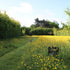 Creating a perennial wildflower meadow workshop