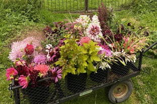 The September Garden At Common Farm Flowers