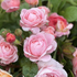 What's in the diary in the first half of June?