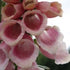 Foxgloves as a cut flower