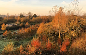 Autumn colour at this Somerset flower farm