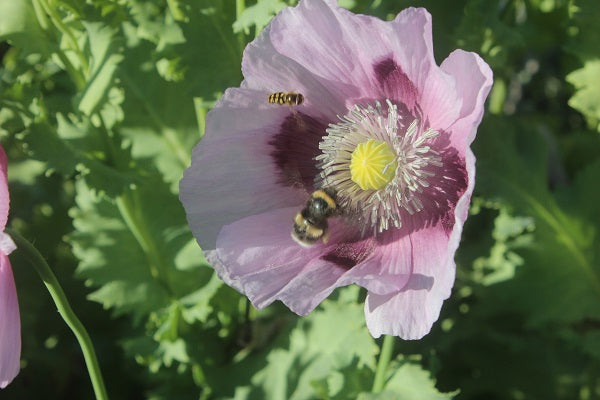 Putting the wild back into flower farming