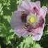 Putting the wild back into flower farming