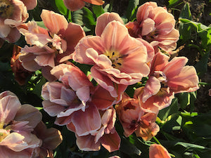 Tips for planting tulip bulbs