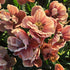 Tips for planting tulips