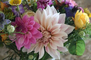 Cafe au lait dahlia