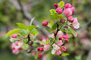 A mid April tour of the flower farm