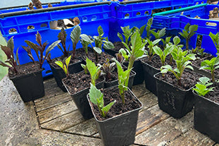 Taking dahlia cuttings and another sowing of seeds