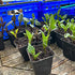 Taking dahlia cuttings and another sowing of seeds