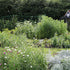 Tips for growing flowers
