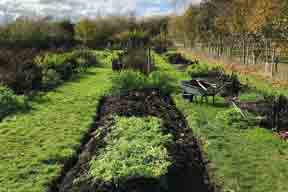 Gardening in December