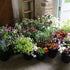 Fresh cut English country flowers for flower delivery bouquets