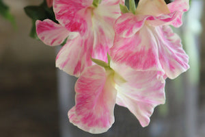 Grow incredible sweet peas