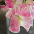 Grow incredible sweet peas