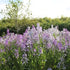 Take part in the RHS Chelsea Fringe