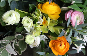 Tips for growing ranunculus