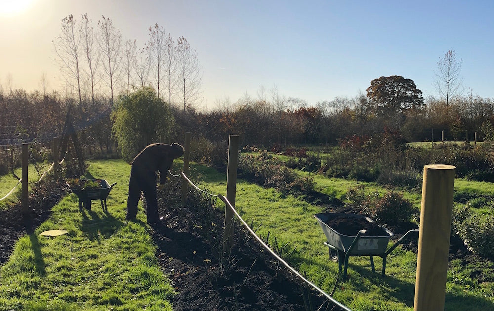 Tips for pruning roses