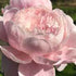 January Gardening Tips