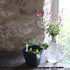 Top tips for taking atumn cuttings