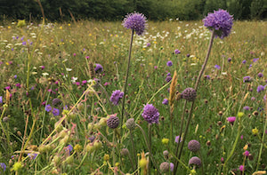 Perennial wildflower meadow