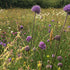 Perennial wildflower meadow